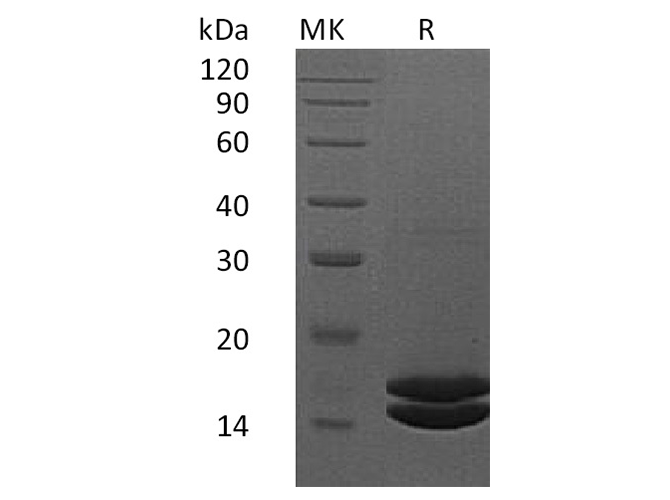Валидация Elabscience PKSH032629(3069)