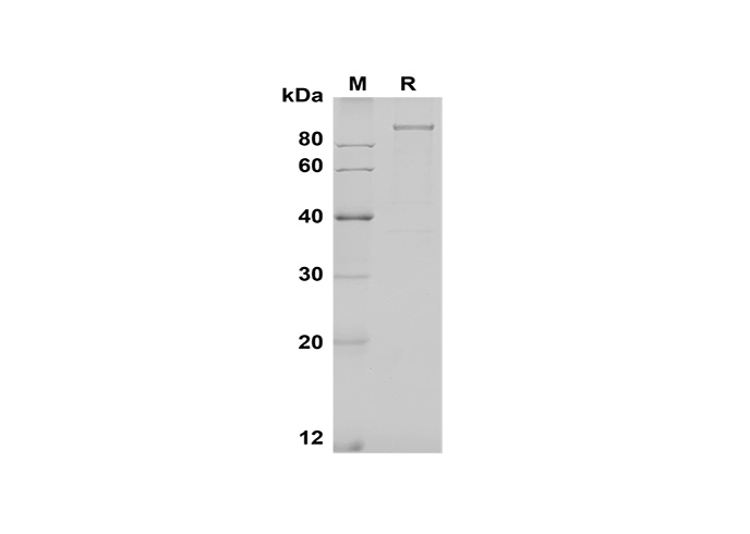 Валидация Elabscience PDMH100330(942)