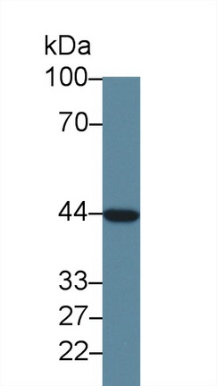 55186