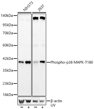 AP1508, вестерн-блоттинг, лизаты клеток 293T и NIH3T3 (23218)