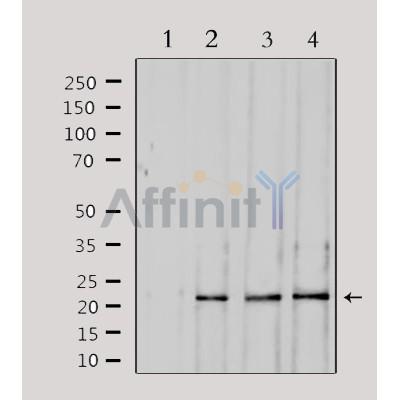 Валидация Affinity DF8133 - 19985