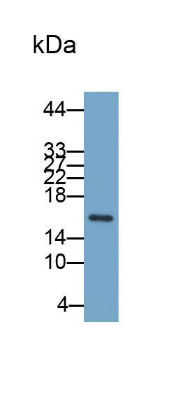 33114