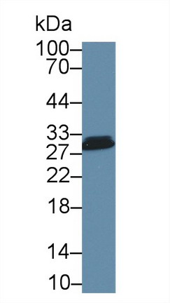 8514