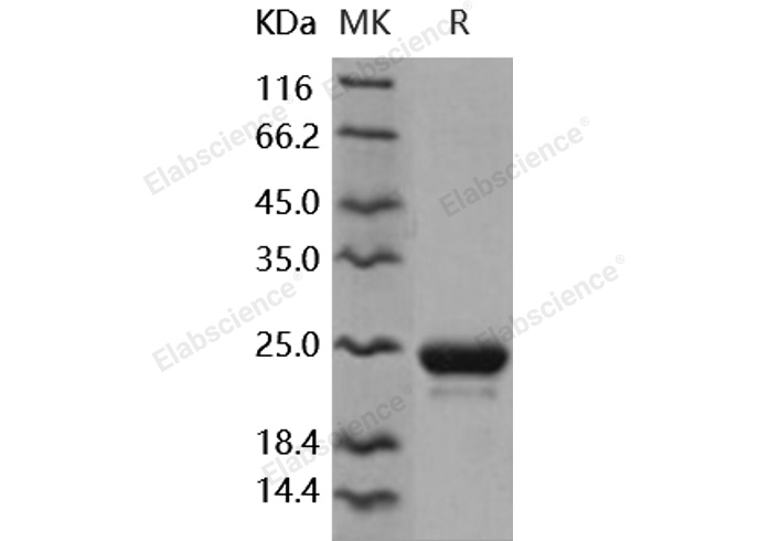 Валидация Elabscience PKSH031746(2382)