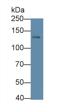 64236