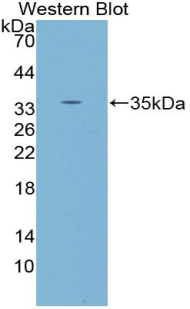 55148