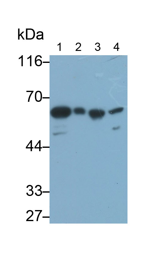 30874