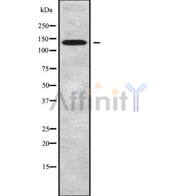 Валидация Affinity DF9757 - 22581
