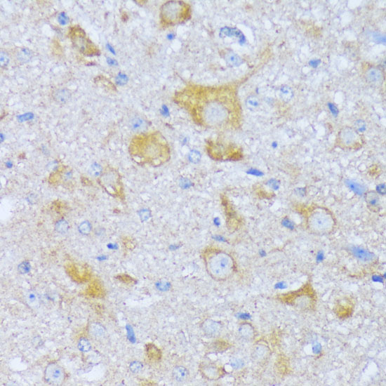 Валидация Elabscience E-AB-66388