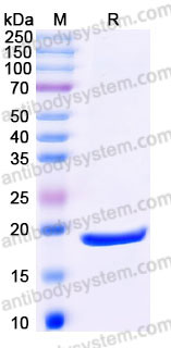 EHC11701, SDS-PAGE