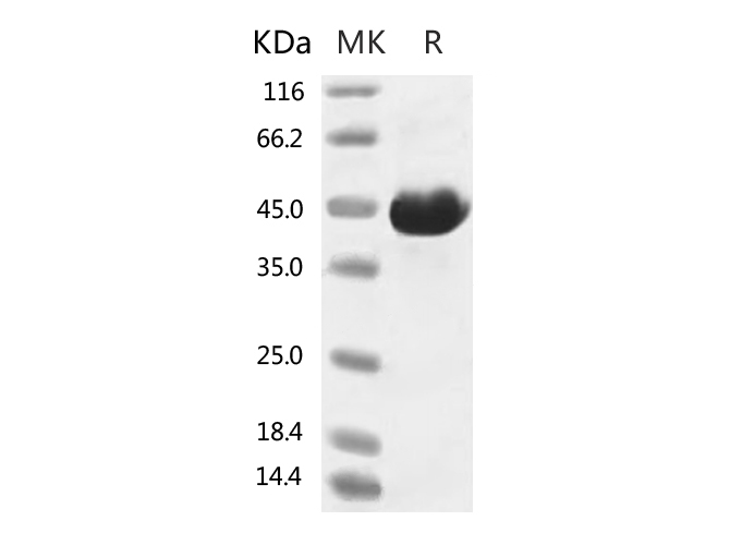 Валидация Elabscience PKSR030518(5830)
