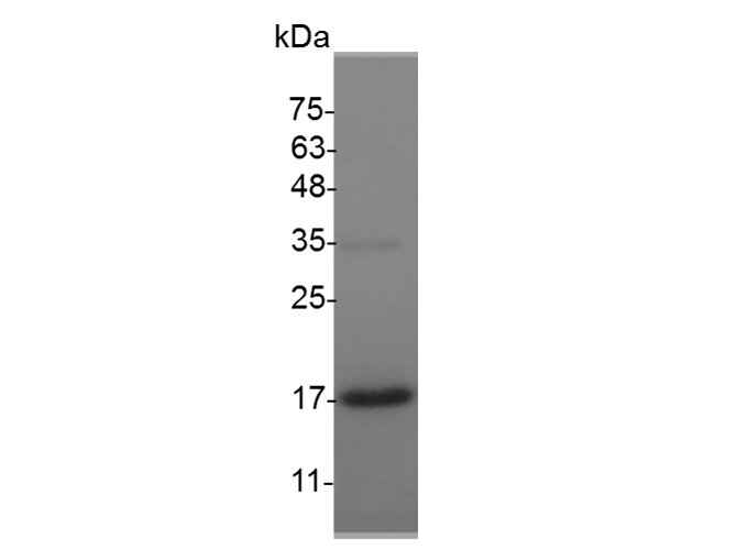 Валидация Elabscience PKSM041512(5372)