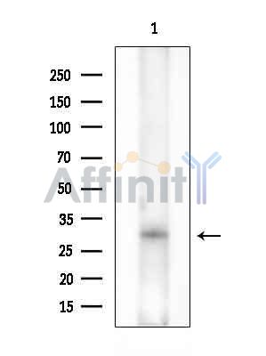 Валидация Affinity DF9020 - 21244