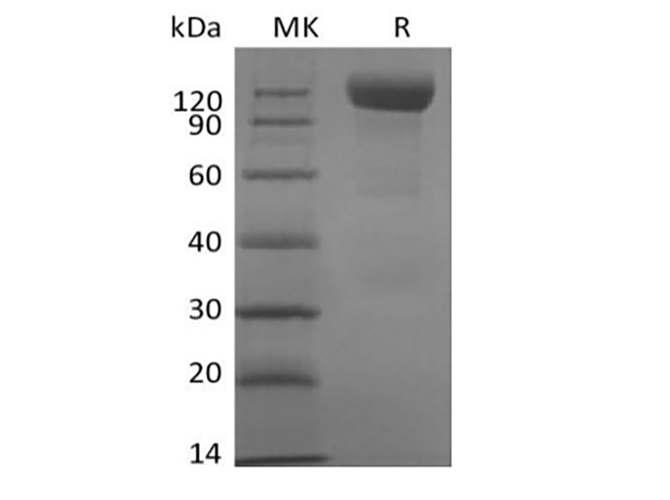 Валидация Elabscience PKSH033911(4139)