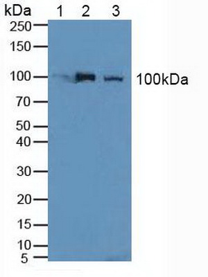 5081