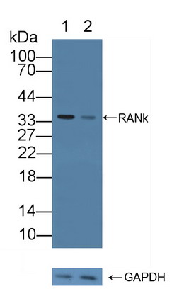 12184