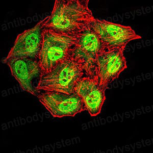 Валидация IF - AntibodySystem RHD25002