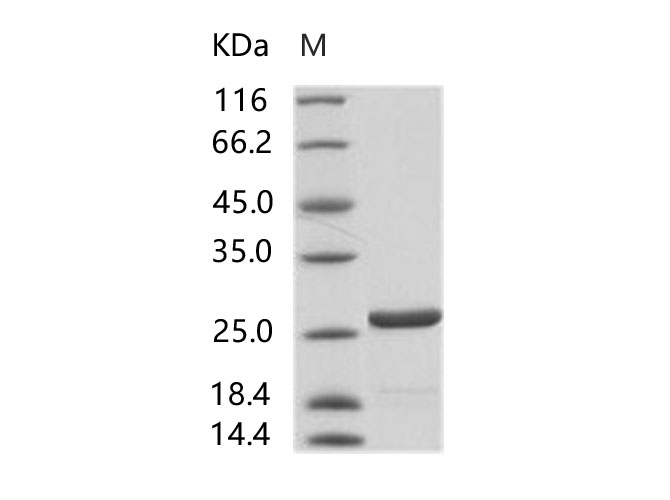 Валидация Elabscience PKSV030195(5972)