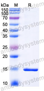 Валидация SDS-PAGE - AntibodySystem RXX11601