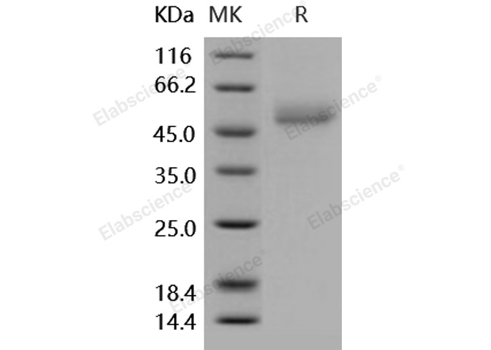 Валидация Elabscience PKSH031664(2314)