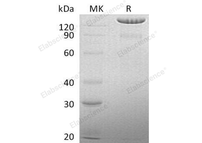 Валидация Elabscience PKSH032130(2664)