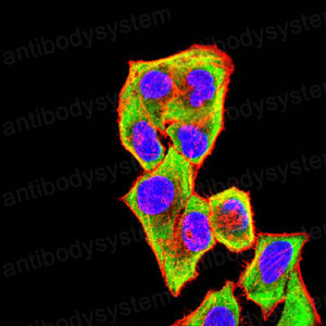 Валидация IF - AntibodySystem RHC12601