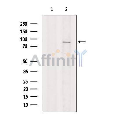 Валидация Affinity DF13394 - 8662