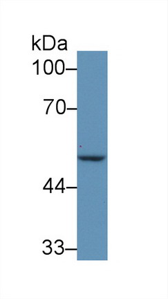 9100