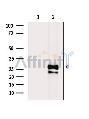 Валидация Affinity DF7402 - 19136