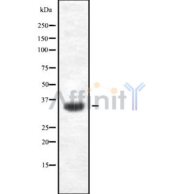 Валидация Affinity DF8696 - 20679