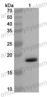Валидация AntibodySystem PHB78501