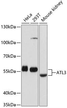 Валидация Elabscience E-AB-63657