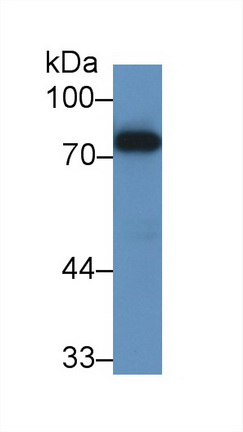 13084