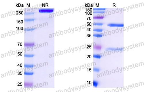 Валидация SDS-PAGE - AntibodySystem FMB96750