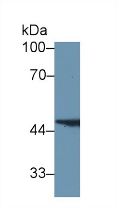 9699