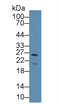 17667