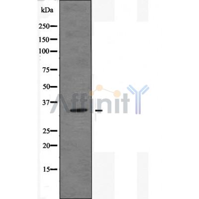 Валидация Affinity AF5448 - 3096