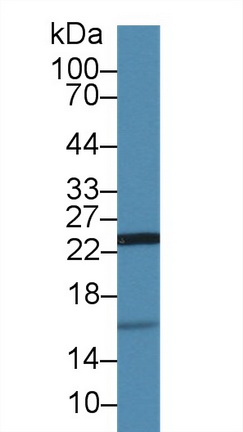 9931