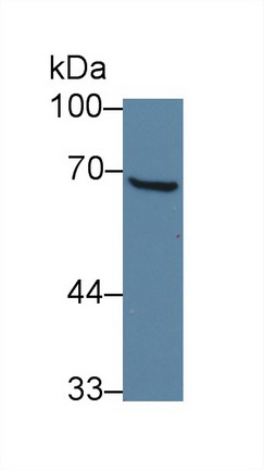 10141
