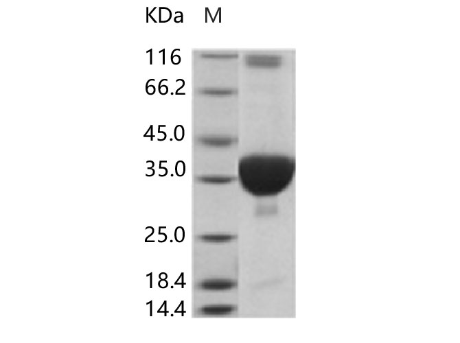 Валидация Elabscience PKSV030104(5880)