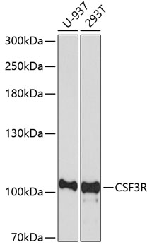 Валидация Elabscience E-AB-63861