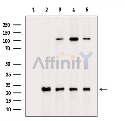 Валидация Affinity DF2481 - 13124