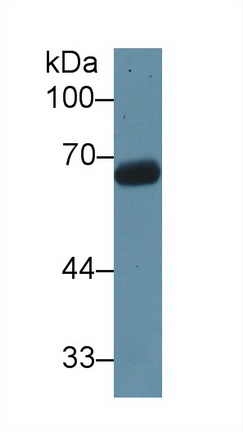 10427