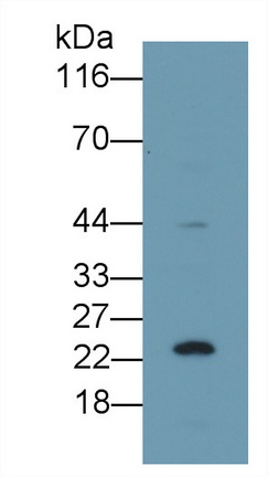 28376