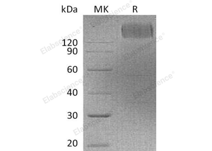 Валидация Elabscience PKSH032237(2748)