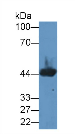 38938