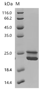 SDS-PAGE