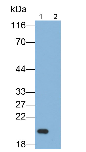33299