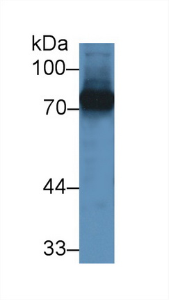 13098