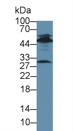 12654
